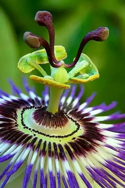 极其罕见的奇花异草,见过三种的算你牛!