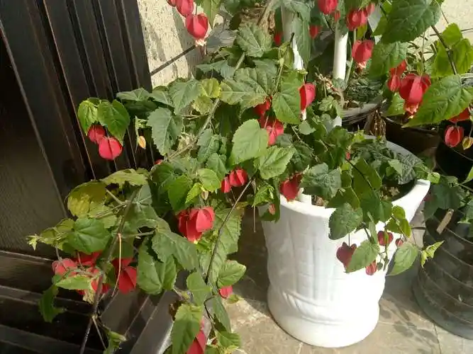 灯笼果的栽培技术是怎样的_大全-幸福起航