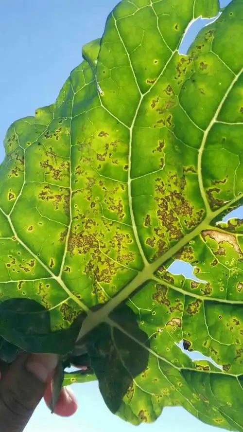 看看菜花是什么病,怎么防治?