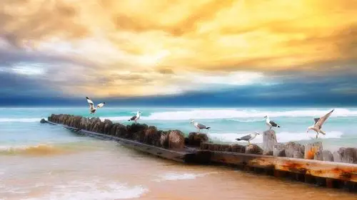 日落海滩的海鸥 iphone 壁纸