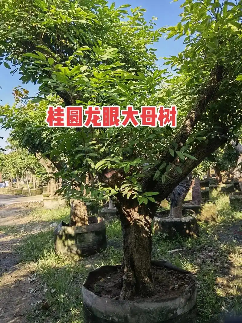 龙眼大母树适合别墅庭院门前种植的果树即可以当绿化风景用又可以