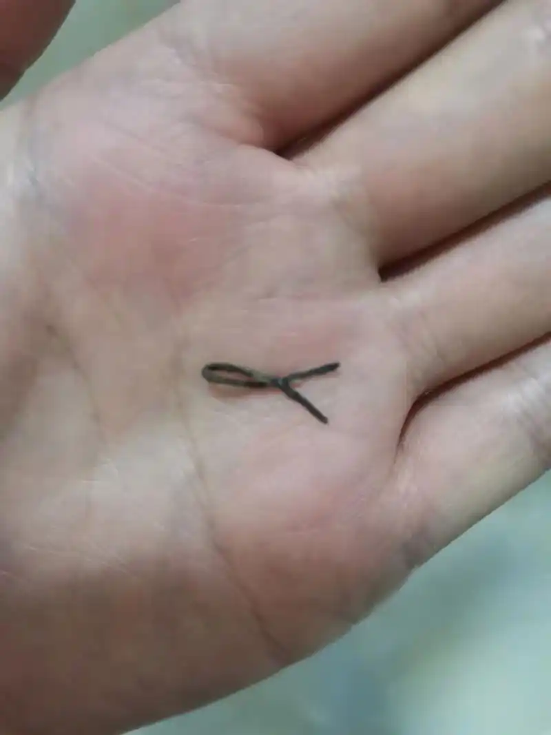 带曼月乐两个月了,昨晚上厕所擦拭.