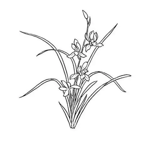 简笔画兰花大全兰花简笔画图片带颜色 兰花简笔画图片带颜色画法兰花