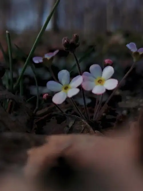 不一样的点地梅78