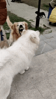 233_414gif 动态图 动图