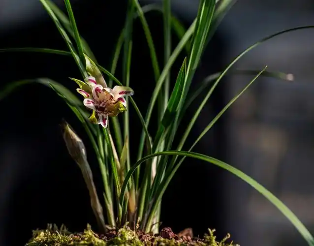 贵州野生兰花珍稀品种(春兰)