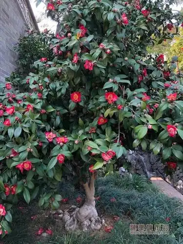 古树开花清晖园250岁的山茶树开花了