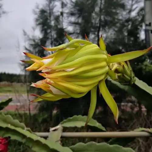火龙果的花 叫霸王花 据说只开一夜
