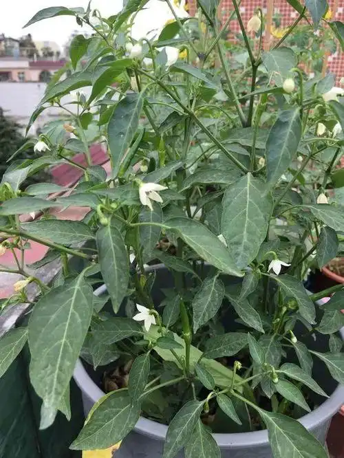 稀释的复合肥,都可以用来浇辣椒,只有肥料充足的情况下,才能开花多,不