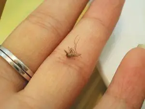 打死的蚊子(资料图片)