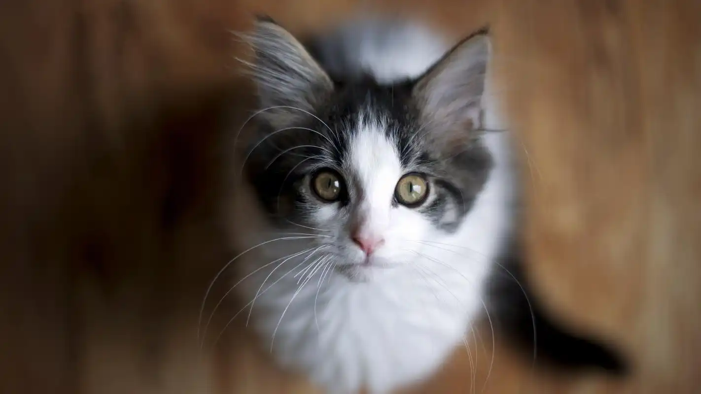 漂亮可爱的猫高清桌面壁纸.