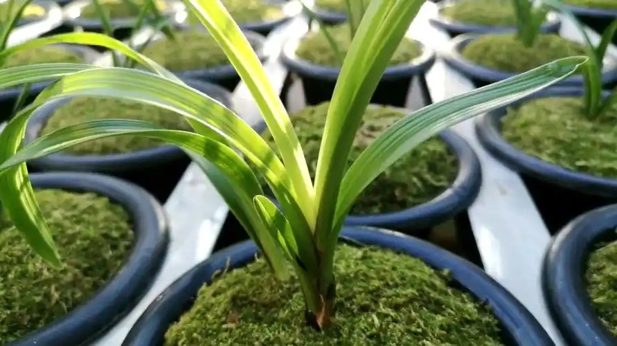 兰花叶子发黄不要怕,教你几个小妙招,养好秒变天价兰