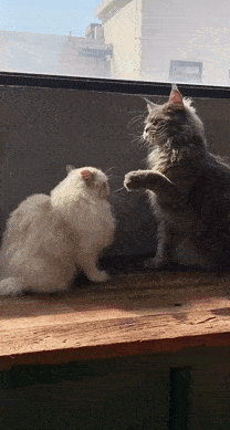 原来猫咪炸毛是这样的!