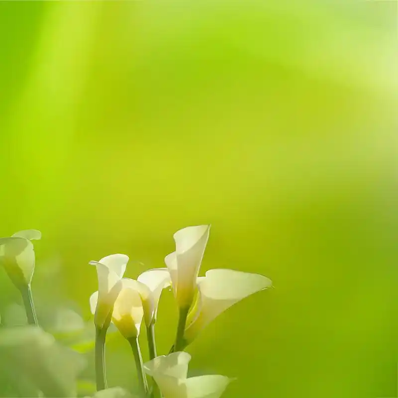 白色马蹄莲百合,白色马蹄莲百合有很好的淡绿色背景