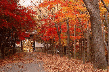 400_266gif 动态图 动图