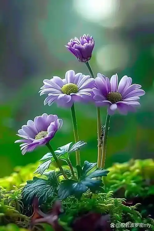 清新淡雅的小花2