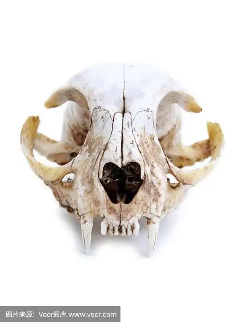 猫头骨正面视图