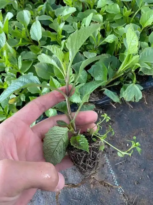 大丽花花苗巨型地瓜花苗球花卉盆栽带花苞重瓣特大绿植庭院花卉 朵芮