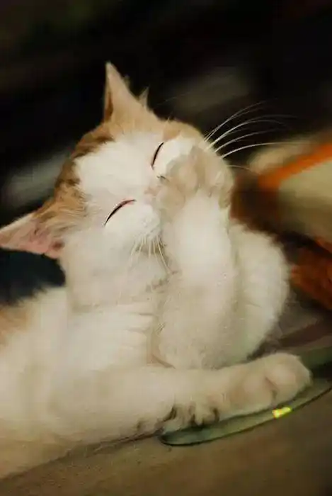 动物的微笑,萌翻了!