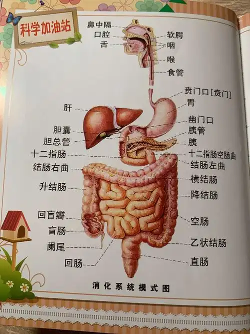 便便是怎么来的