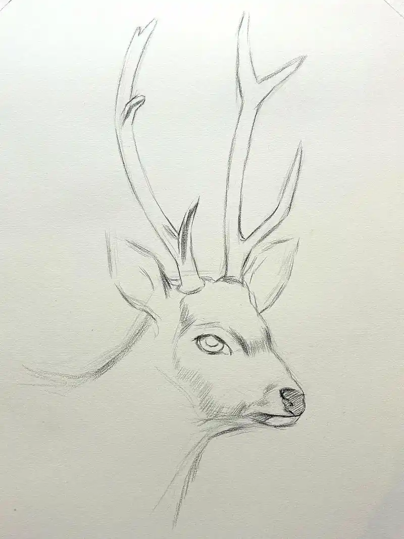 鹿的绘画过程.#绘画过程分享 #跟着抖音学画画