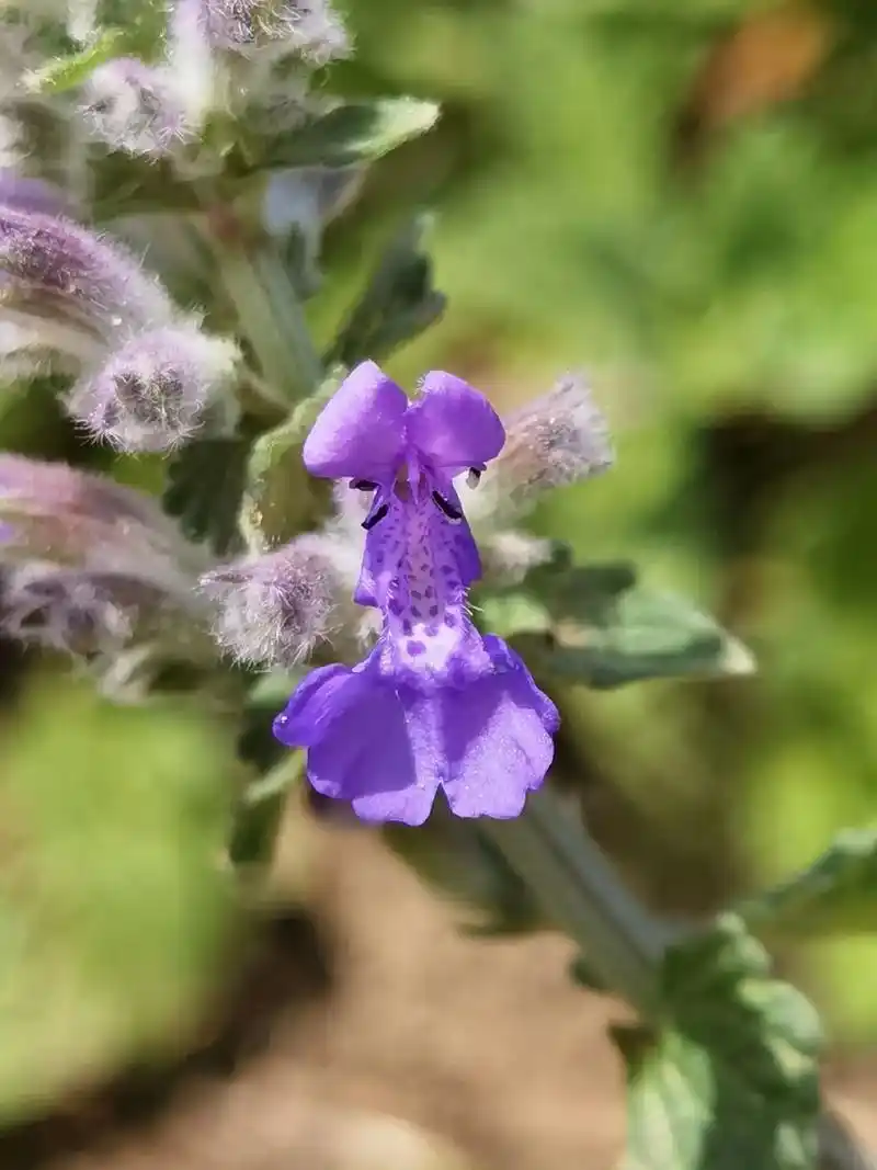 荆芥 唇形科荆芥属多年生草本,具有可使猫兴奋愉悦的气味