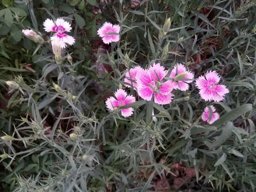 无名小花,却原来这样有名