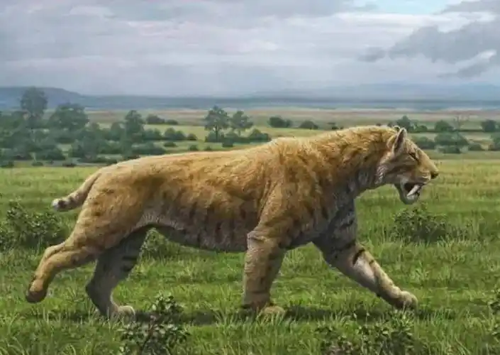 凶猛的剑齿虎为什么会灭绝?老虎不如它,但为何没有灭绝?_猎物_犬齿_时