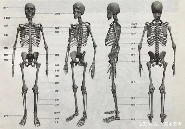 人体骨骼解析