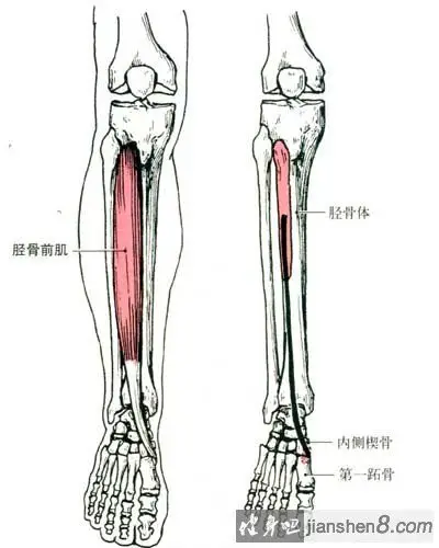 胫骨前肌疼胫骨前肌酸痛如何处理及注意事项