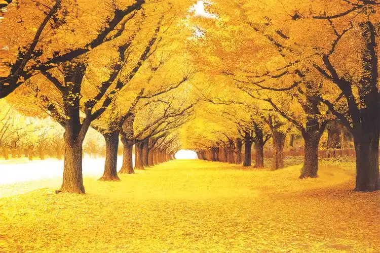 黄金满地枫树枫叶树林5d动画桢幅光栅立体画序列图背景墙