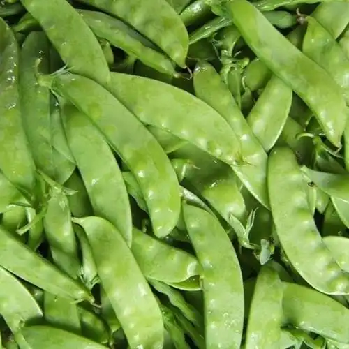 新鲜荷兰豆 豆类蔬菜 软荚菜豌豆 绿色无公害高原夏菜 7月.