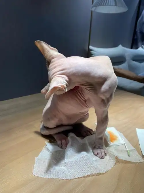 小猫咪的肌肉9499949994999499#无毛猫