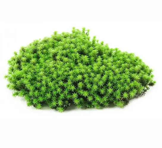 鲜活星星藓苔藓微景观盆栽盆景铺面装饰造景材料生态瓶青苔植物 (星星