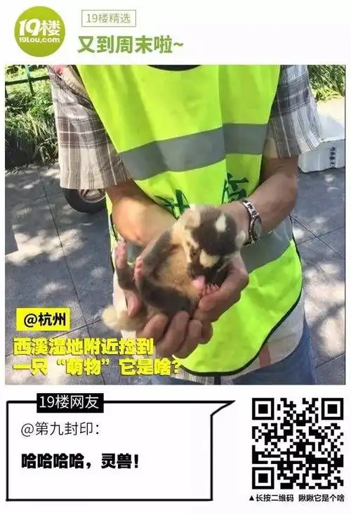 加油小陈:獾,又叫果子狸,这里土话叫白鼻冲,这是幼崽,大了就不是给你