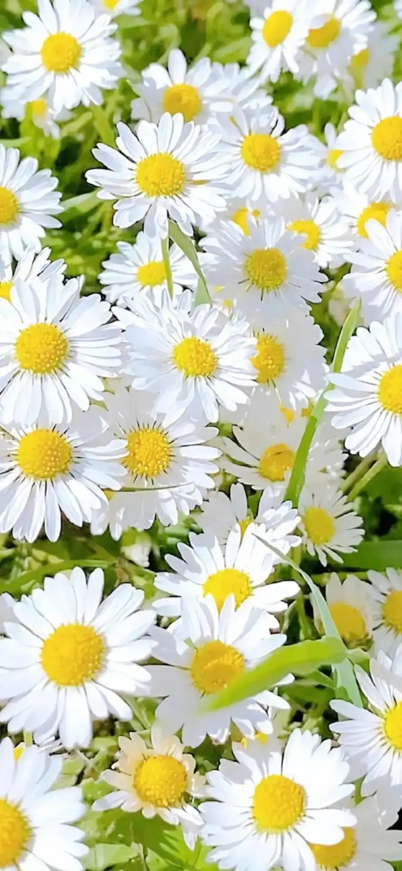 06.27今日份壁纸.全面屏高清手机壁纸#一花一草