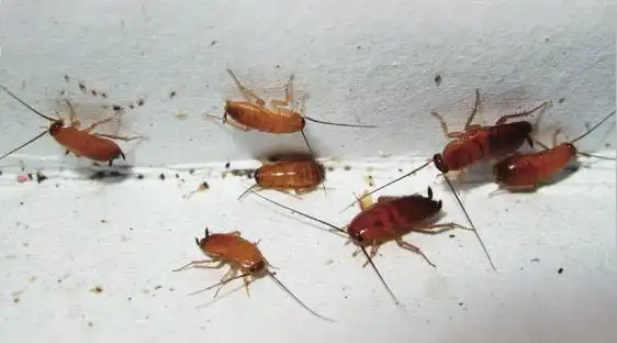 昆虫的幼虫若虫和稚虫有什么区别