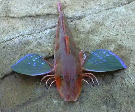 下图为 小银绿鳍鱼 chelidonichthys spinosus