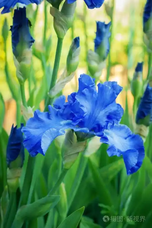 鲜蓝色春天鸢尾花侧视图