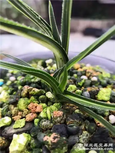 蕙兰水晶艺 - 中国兰花交易网