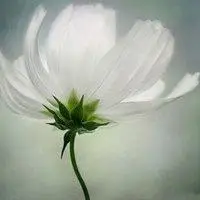 淡然清雅的头像图片大全_微信头像图片大全