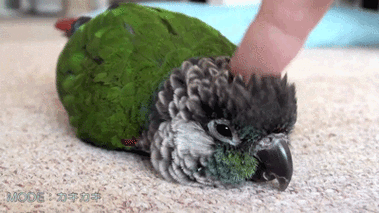 鹦鹉 摸摸头 有爱 鸟 动物 不开森 手指