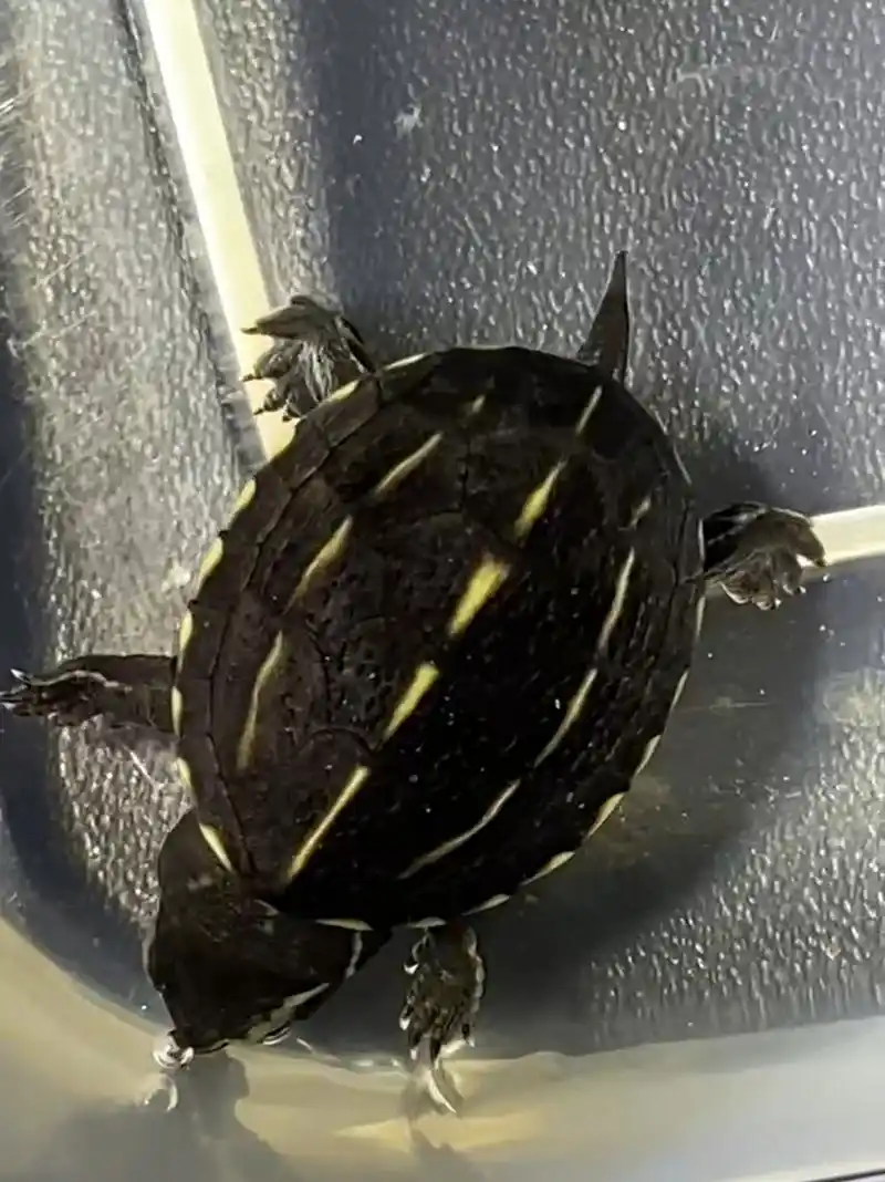 果核蛋龟 果核苗 出壳不久 尾巴很大 基本是公了