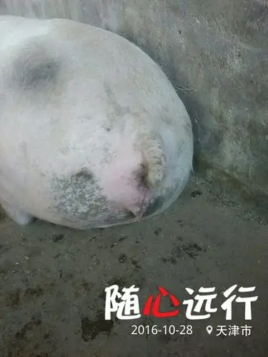 200多斤6个多月二元后备母猪水门为啥这么大