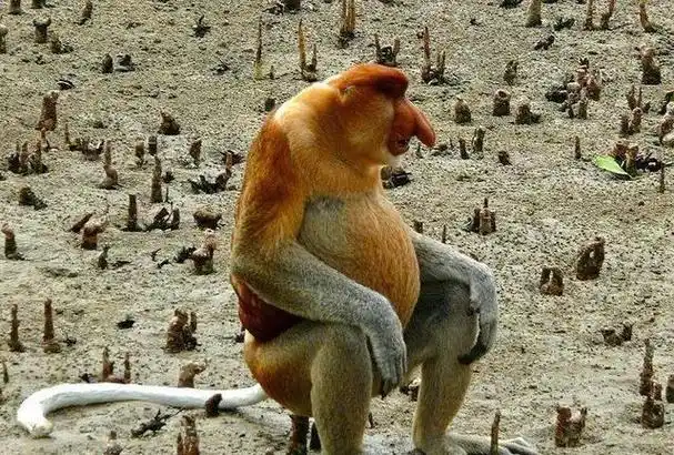 回顾婆罗洲出现神秘杂交猴后来通过调查发现都是人类造的孽