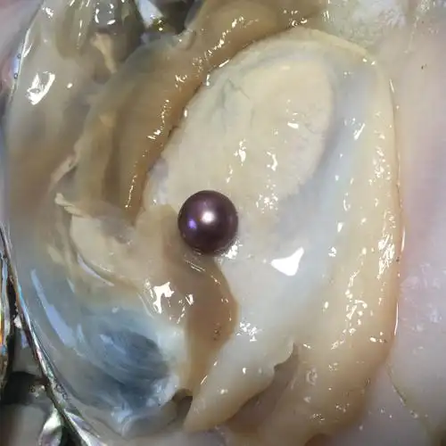 彩逗韵山下湖紫色爱迪生淡水珍珠蚌单珠蚌开蚌鲜货邮寄自己开自营5个