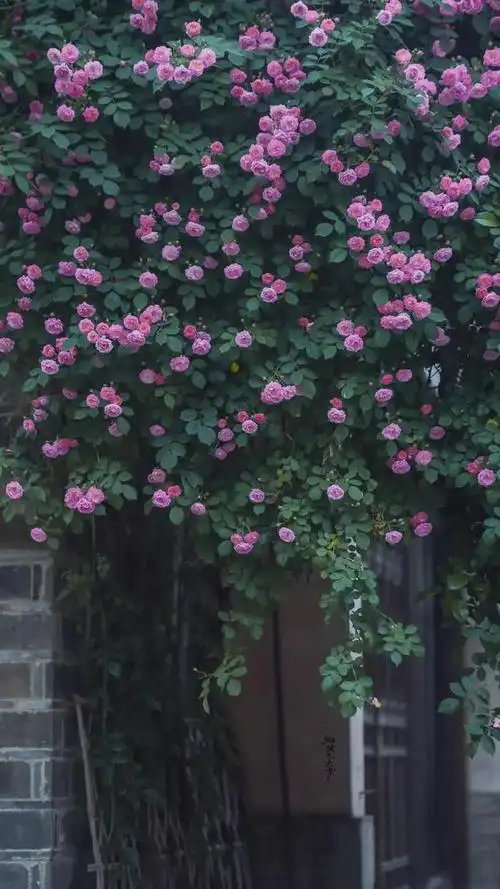 蔷薇花主题壁纸:高清护眼,唯美小清新