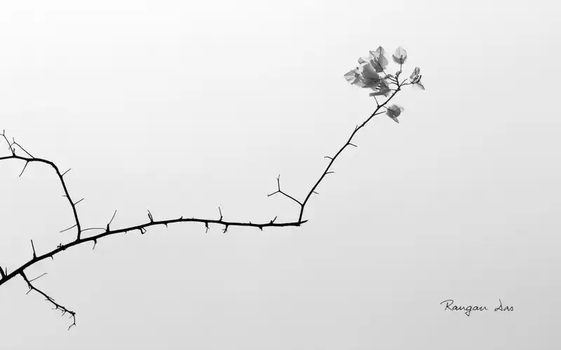 微软官方主题黑白花卉,高清图片,电脑桌面-壁纸族