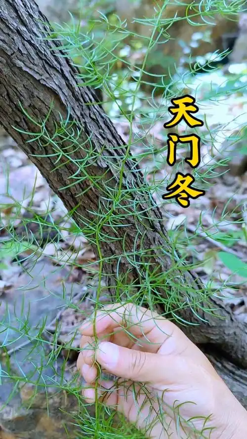 天门冬,是百合科多年前植物,它的块状根茎最有价值