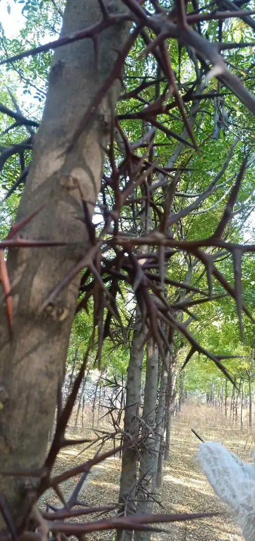 低价出售数千棵大刺皂角树